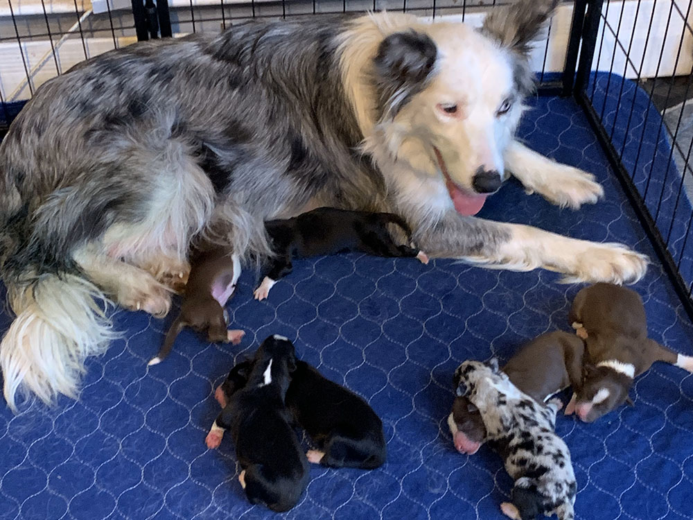 dec 2024 litter.jpg