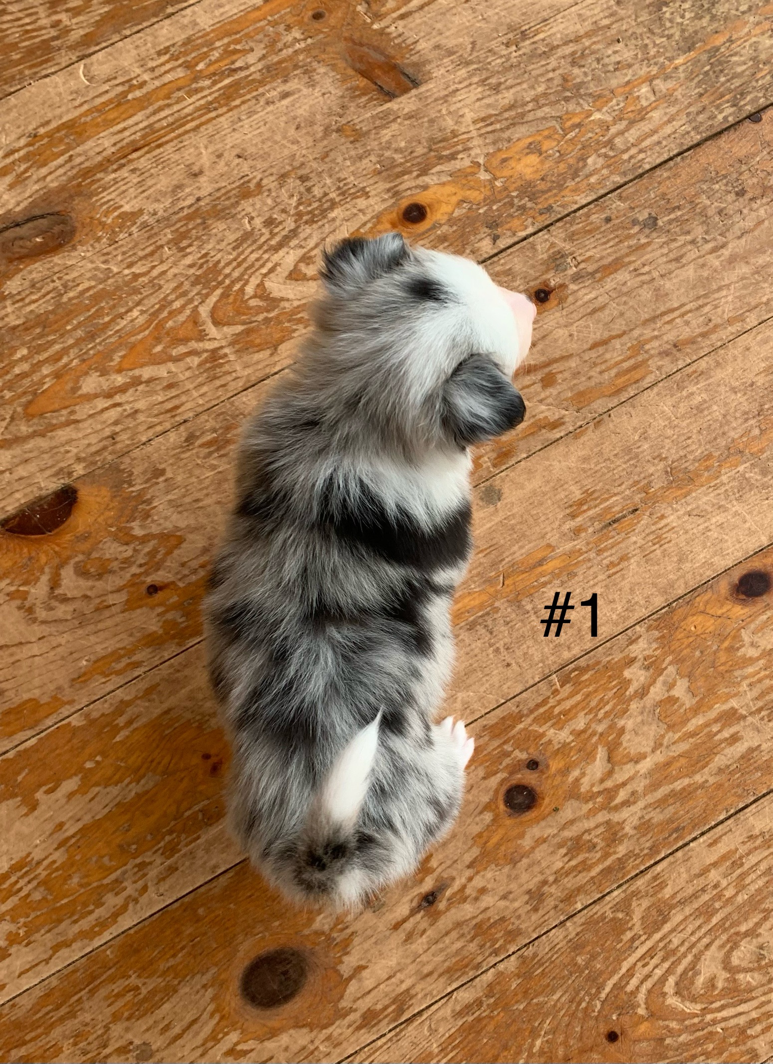 #1 Body.jpg